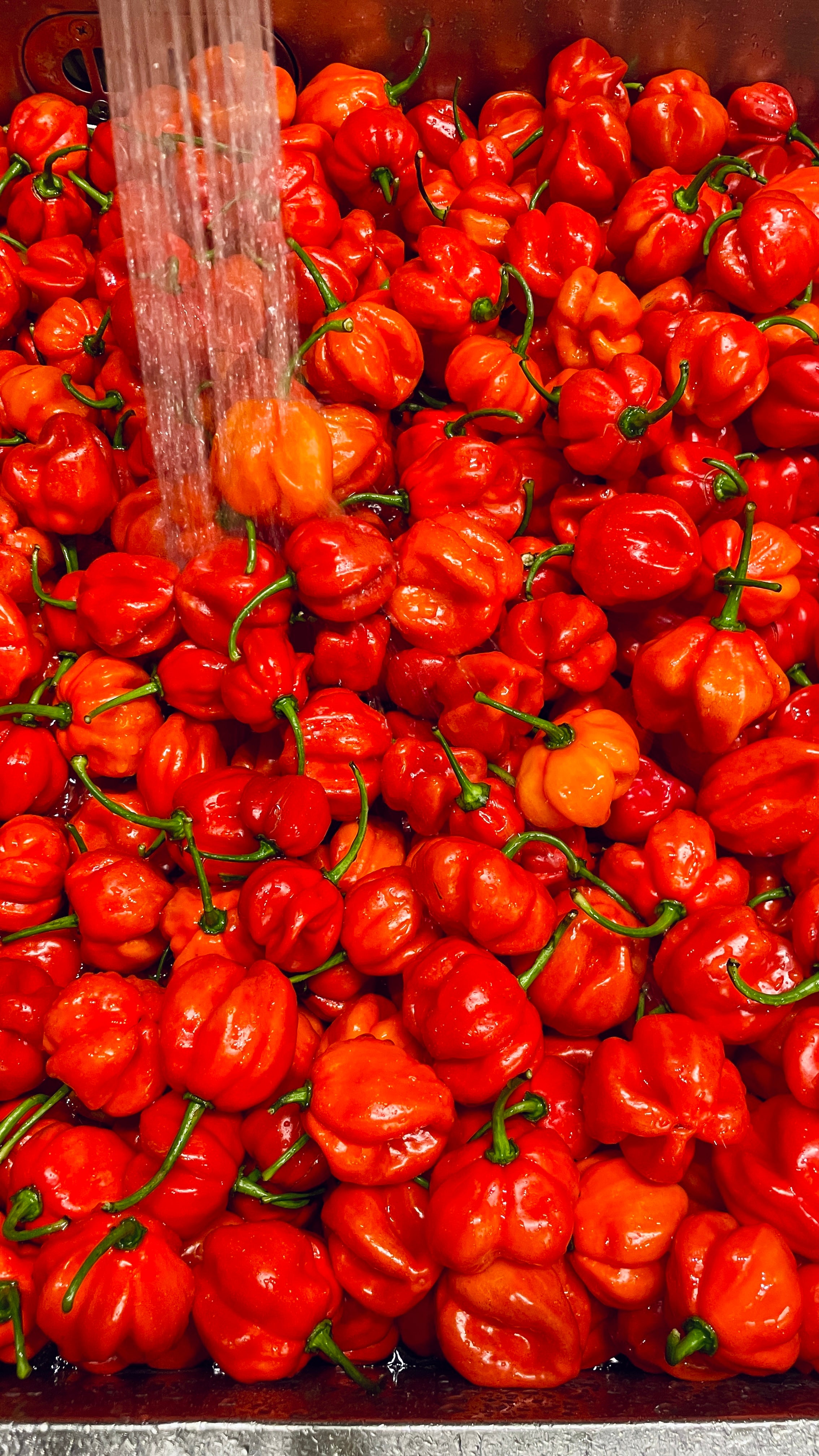 [Mellow Habanero R] Heat 3